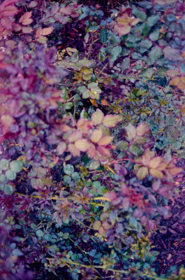 20160315 1501 Random Springtime ©JamesECockroft 3698