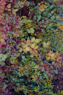 20160315 1501 Random Springtime ©JamesECockroft 3698