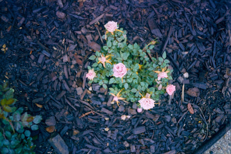 20160315 1505 Random Springtime ©JamesECockroft 3707 1