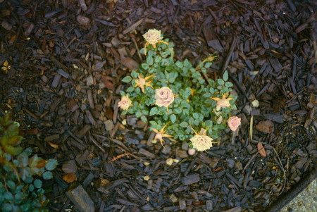 20160315 1505 Random Springtime ©JamesECockroft 37071