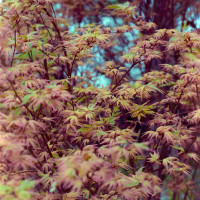 20160319 1301 Dallas Arboretum Neighborhood Walk ©JamesECockroft 3850