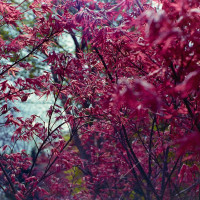 20160319 1307 Dallas Arboretum Neighborhood Walk ©JamesECockroft 3853