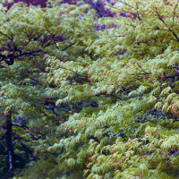 20160319 1307 Dallas Arboretum Neighborhood Walk ©JamesECockroft 3854