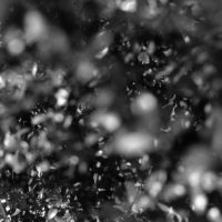 20160320 1002 Polypan F around the house Neighborhood walk around the house ©JamesECockroft 3897