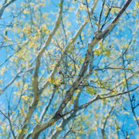 20160327 0958 Las Colinas Walk Random CN200 shot at 50 and pulled 1 stop ©JamesECockroft 3968