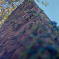 20160327 1001 Las Colinas Walk Random CN200 shot at 50 and pulled 1 stop ©JamesECockroft 3975