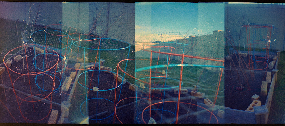 vegetable patch panorama