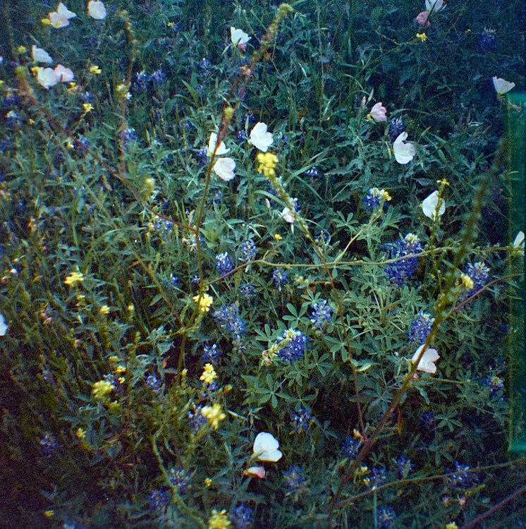 weeds (bluebonnets)