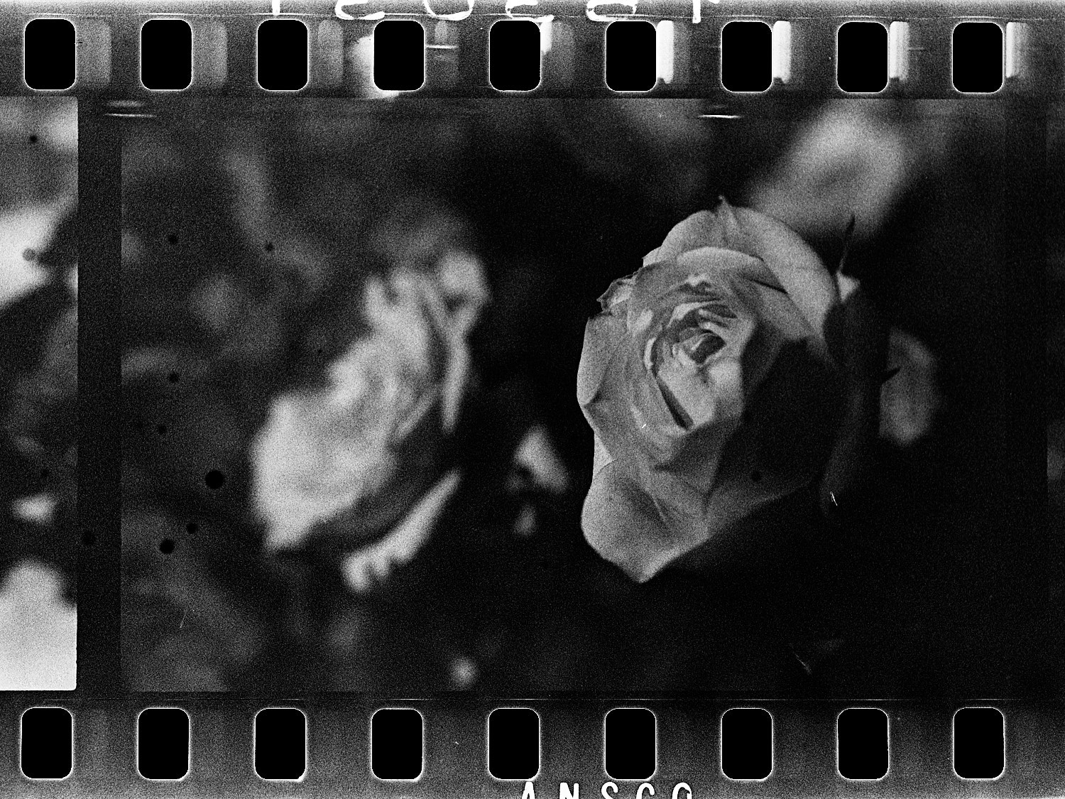 20160427 1554 Ansco Super Hypan 1964 shot at 125 ©JamesECockroft 4768 1