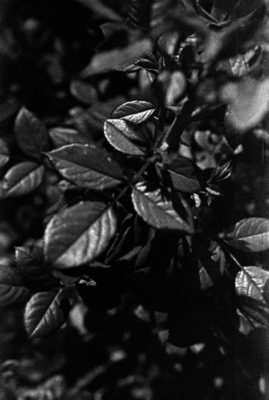 20160427 1606 Ansco Super Hypan 1964 shot at 125 ©JamesECockroft 4804