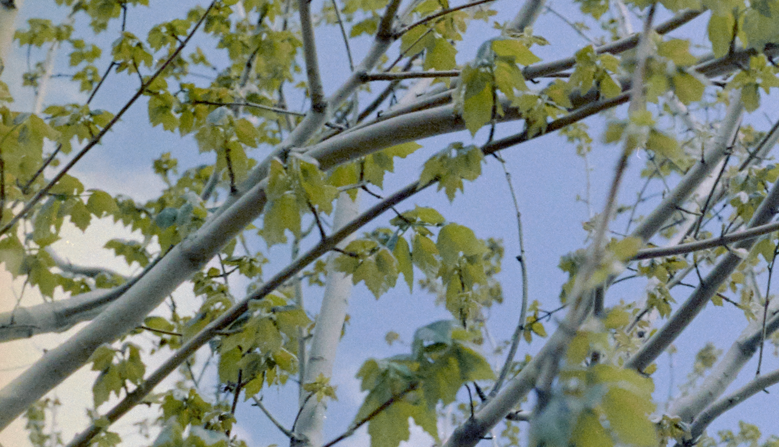 Pro Image 100, 100% crop