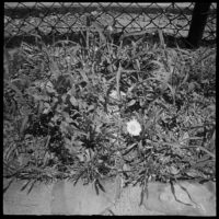 20160430 1336 Diana Mini HP5 Mom visit Random ©JamesECockroft 4823