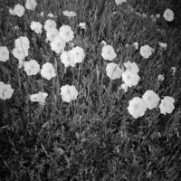 20160430 1344 Diana Mini HP5 Mom visit Random ©JamesECockroft 4850