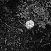 20160430 1345 Diana Mini HP5 Mom visit Random ©JamesECockroft 4851