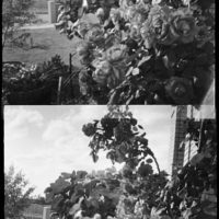 20160430 1346 Diana Mini HP5 Mom visit Random ©JamesECockroft 4853