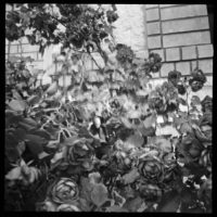 20160430 1349 Diana Mini HP5 Mom visit Random ©JamesECockroft 4868