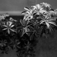 20160430 1359 HP5 Mom visit Random ©JamesECockroft 4893