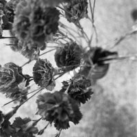 20160430 1403 HP5 Mom visit Random ©JamesECockroft 4910