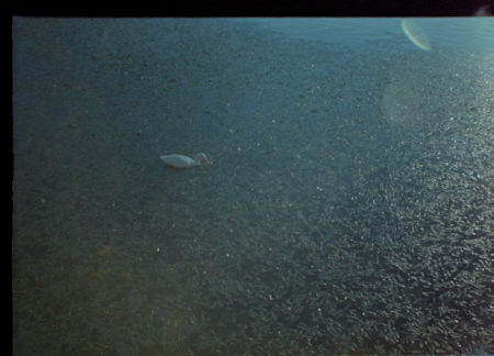 20160726 1640 After Shahada at Lake Carolyn ©JamesECockroft 5949