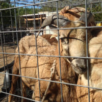 20141004 103809 Eid al Adha 2014 ©JamesECockroft