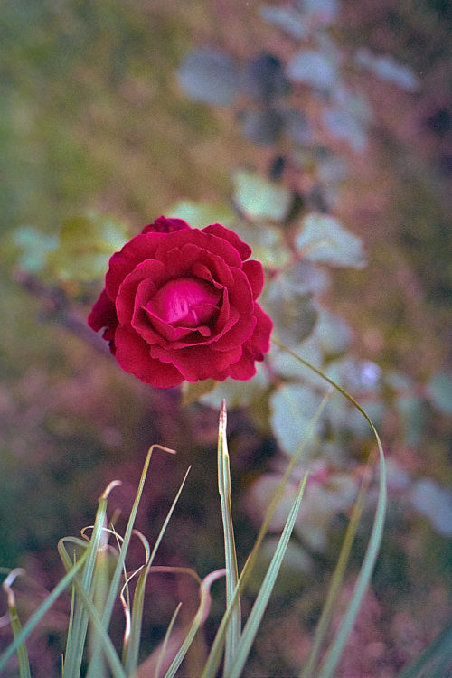 20160507-1423-random-start-remberance-jamesecockroft-4971