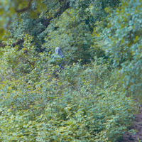 20160530 1007 Trinity River Audobon ©JamesECockroft 5349
