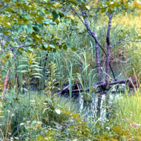 20160530 1014 Trinity River Audobon ©JamesECockroft 5361