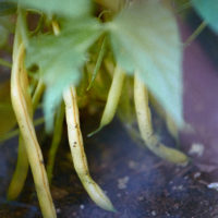 20160530 1017 First Harvest ©JamesECockroft 5370