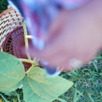 20160530 1017 First Harvest ©JamesECockroft 5372