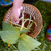 20160530 1019 First Harvest ©JamesECockroft 5374