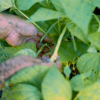 20160530 1019 First Harvest ©JamesECockroft 5375