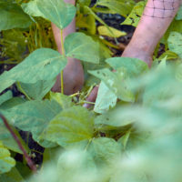 20160530 1019 First Harvest ©JamesECockroft 5376