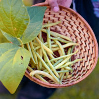 20160530 1019 First Harvest ©JamesECockroft 5377
