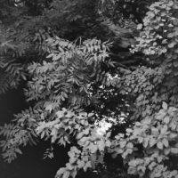 20160821 0939 Random FW Botanical Garden Random ©JamesECockroft 0215