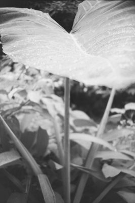 20160821 0941 Random FW Botanical Garden Random ©JamesECockroft 0224