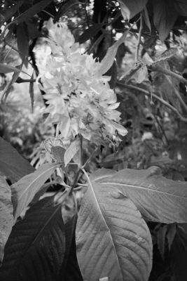 20160821 0943 Random FW Botanical Garden Random ©JamesECockroft 0225