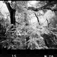 20160821 0957 Random FW Botanical Garden Random ©JamesECockroft 0266