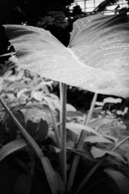 20160821 1001 Random FW Botanical Garden Random ©JamesECockroft 0282