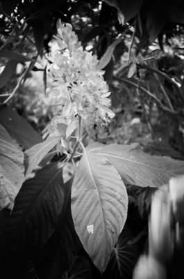 20160821 1001 Random FW Botanical Garden Random ©JamesECockroft 0283