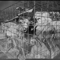 20160910 1710 Eid al Adha 2014 Random ©JamesECockroft 0298 1