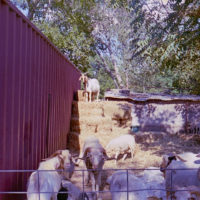 20160910 1730 Eid al Adha 2015 Random ©JamesECockroft 0359