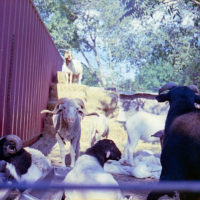 20160910 1730 Eid al Adha 2015 Random ©JamesECockroft 0360