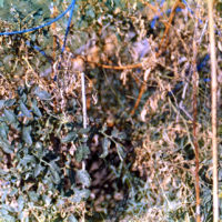 20161009 0626 Homelife 200 test ©JamesECockroft 0619