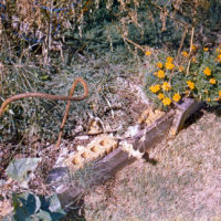 20161009 0626 Homelife 200 test ©JamesECockroft 0620