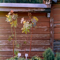 20161009 0628 Homelife 200 test ©JamesECockroft 0625