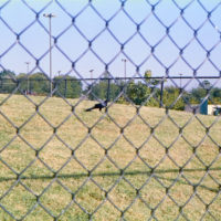 20161014 1747 Weekly Roll wk 1 neighborhood walk ©JamesECockroft 0685