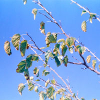 20161014 1747 Weekly Roll wk 1 neighborhood walk ©JamesECockroft 0686