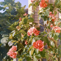 20161014 1748 Weekly Roll wk 1 neighborhood walk ©JamesECockroft 0688