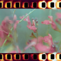 20161015 1410 Quickie Neighborhood Walk ©JamesECockroft 0745