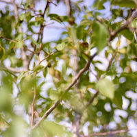 20161015 1416 Quickie Neighborhood Walk ©JamesECockroft 0757